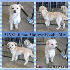 Maltipoo Dogs for adoption in Mesa, AZ, USA