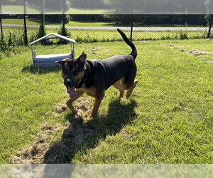 Rottweiler-Unknown Mix Dogs for adoption in Fort Wayne, IN, USA