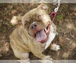 American Bulldog-Unknown Mix Dogs for adoption in Tallahassee, FL, USA