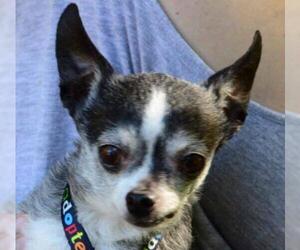 Chihuahua Dogs for adoption in Vernonia, OR, USA