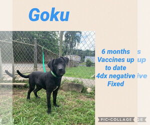 Labrador Retriever-Unknown Mix Dogs for adoption in Virginia Beach, VA, USA