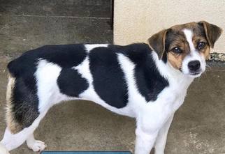 Jack Russell Terrier Dogs for adoption in Griffin, GA, USA