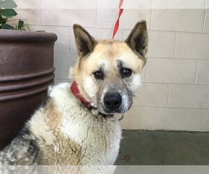 Akita Dogs for adoption in pomona, CA, USA