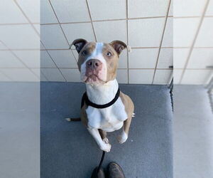 American Staffordshire Terrier-Unknown Mix Dogs for adoption in Corpus Christi, TX, USA