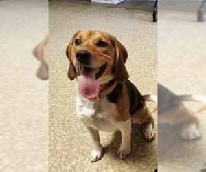 Beagle Dogs for adoption in Stroudsburg, PA, USA
