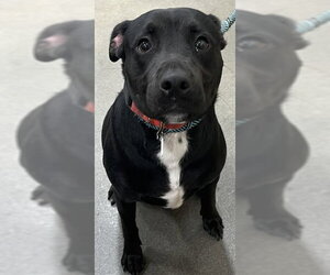 Labrador Retriever-Unknown Mix Dogs for adoption in Forestville, MD, USA