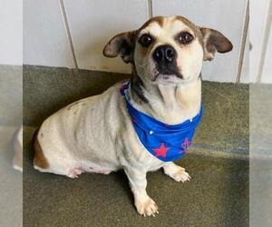 Mutt Dogs for adoption in San Antonio, TX, USA