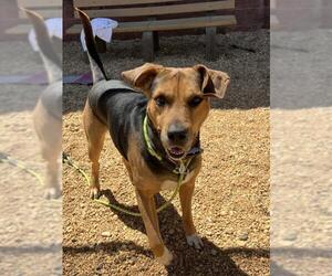 Catahoula Leopard Dog-Labrador Retriever Mix Dogs for adoption in Forestville, MD, USA