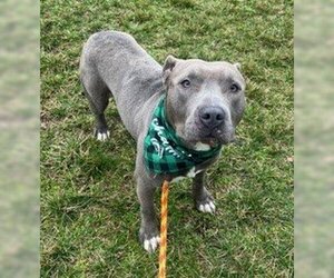 American Pit Bull Terrier Dogs for adoption in Louisville, KY, USA