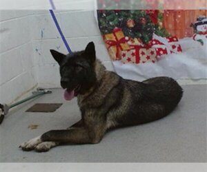 Akita Dogs for adoption in San Bernardino, CA, USA