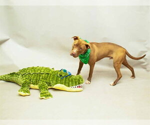 American Pit Bull Terrier-Unknown Mix Dogs for adoption in Sanford, FL, USA