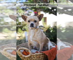 Chihuahua Dogs for adoption in Sandy, UT, USA