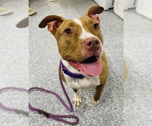 American Pit Bull Terrier-Unknown Mix Dogs for adoption in Westminster, MD, USA