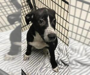 Labrador Retriever-Unknown Mix Dogs for adoption in Conroe, TX, USA