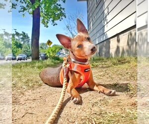 American Rat Pinscher Dogs for adoption in Fultonham, NY, USA