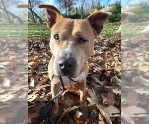 Mutt Dogs for adoption in Woodland, CA, USA