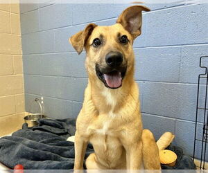 German Shepherd Dog-Unknown Mix Dogs for adoption in Raleigh, NC, USA