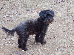 Lhasa-Poo Dogs for adoption in Matthews, NC, USA