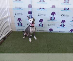 American Pit Bull Terrier Dogs for adoption in Orlando, FL, USA
