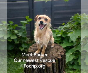 Border Terrier Dogs for adoption in Menifee, CA, USA