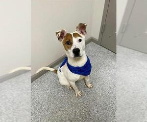 American Pit Bull Terrier-Unknown Mix Dogs for adoption in Pasadena, TX, USA