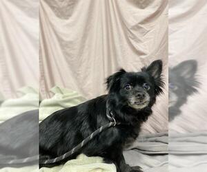 Chihuahua Dogs for adoption in Modesto, CA, USA