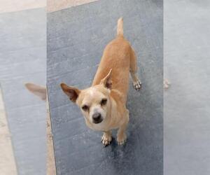 Chihuahua-Unknown Mix Dogs for adoption in San Antonio, TX, USA