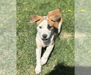 Labrador Retriever-Unknown Mix Dogs for adoption in Brewster, NY, USA