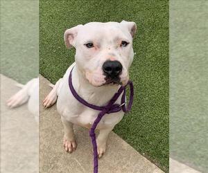 American Pit Bull Terrier Dogs for adoption in Fayetteville, NC, USA