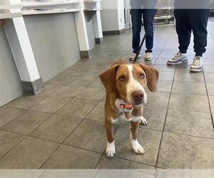 Mutt Dogs for adoption in San Antonio, TX, USA