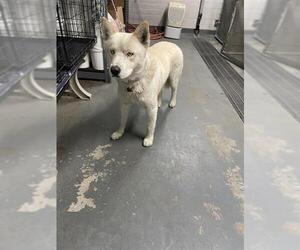 Siberian Husky Dogs for adoption in Stockton, CA, USA