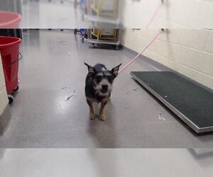 Miniature Schnauzer-Unknown Mix Dogs for adoption in Denver, CO, USA