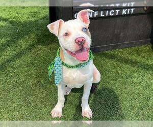 Mutt Dogs for adoption in Orange, CA, USA