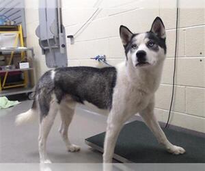 Siberian Husky Dogs for adoption in Denver, CO, USA