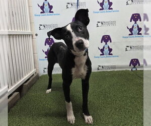 Labrador Retriever-Unknown Mix Dogs for adoption in Orlando, FL, USA