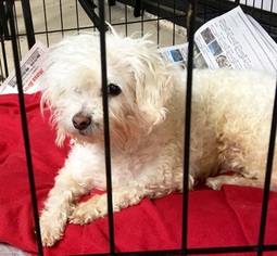 Poodle (Miniature) Dogs for adoption in MORENO VALLEY, CA, USA
