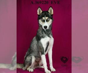 Siberian Husky Dogs for adoption in Stockton, CA, USA