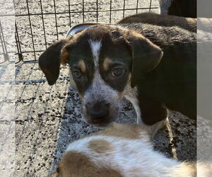 Mutt Dogs for adoption in Royal Palm Beach, FL, USA