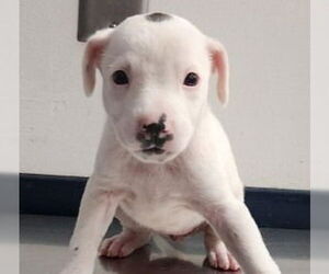 American Staffordshire Terrier-Border Collie Mix Dogs for adoption in Lake Forest, CA, USA