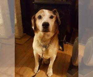 Beagle Dogs for adoption in Mahwah, NJ, USA