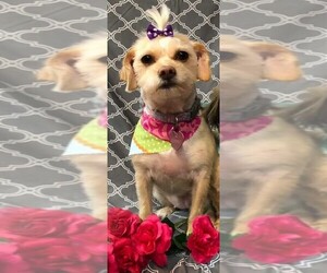 ShiChi Dogs for adoption in Mobile, AL, USA