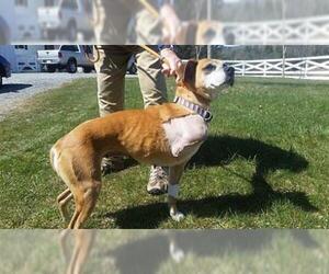 Mutt Dogs for adoption in Monterey, VA, USA