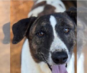 Siberian Husky-Unknown Mix Dogs for adoption in Lake Forest, CA, USA