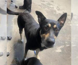 German Shepherd Dog-Unknown Mix Dogs for adoption in Tallahassee, FL, USA