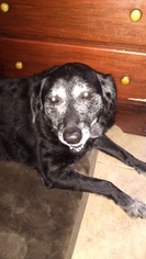 Labrador Retriever-Unknown Mix Dogs for adoption in Carmichael, CA, USA