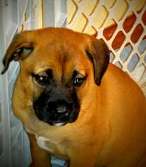 Labrador Retriever-Unknown Mix Dogs for adoption in Asheboro, NC, USA