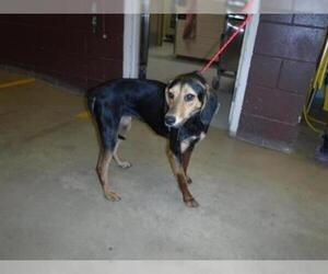 Treeing Walker Coonhound Dogs for adoption in Sanford, FL, USA
