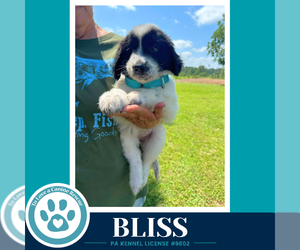 Labrenees Dogs for adoption in Kimberton, PA, USA