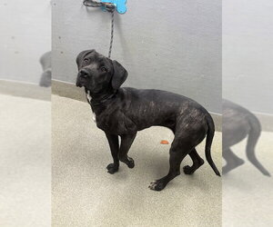 Mutt Dogs for adoption in Las Vegas, NV, USA