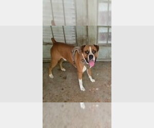 Boxer Dogs for adoption in Austin, TX, USA